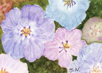 "Wild Geraniums" by Susan Nitzke, Cottage Grove WI - Watercolor